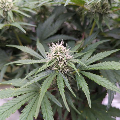 Guava gelato auto growlog timeline photo