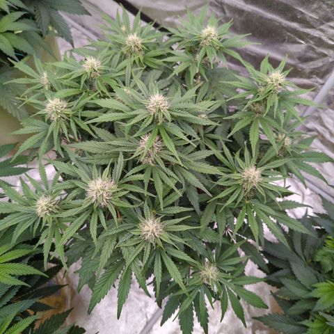 Guava gelato auto growlog timeline photo