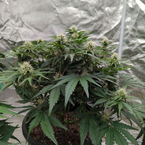 Guava gelato auto growlog timeline photo