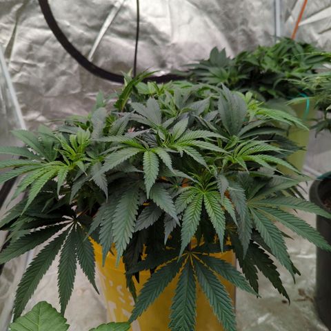 Apples and Bananas growlog timeline photo