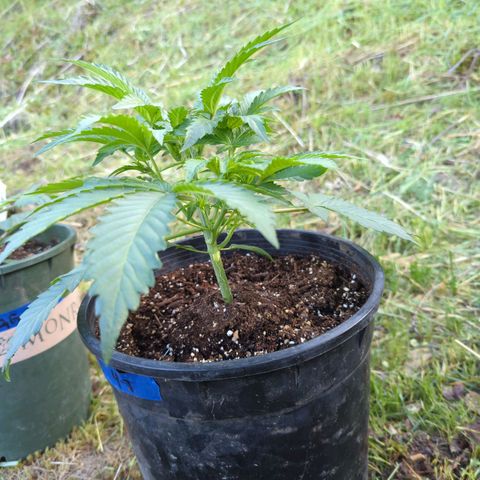 Guava Gelato growlog photo: Moved the girls outside
