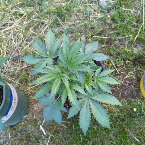 Guava Gelato growlog photo: Moved the girls outside