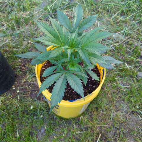 Auto Sweet Tooth growlog photo: Moved the girls outside.