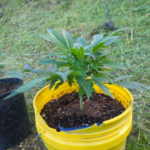 Auto Sweet Tooth growlog photo: Moved the girls outside.