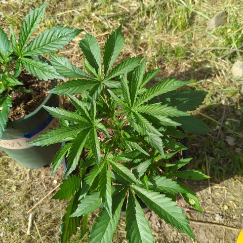 Guava Gelato growlog timeline photo