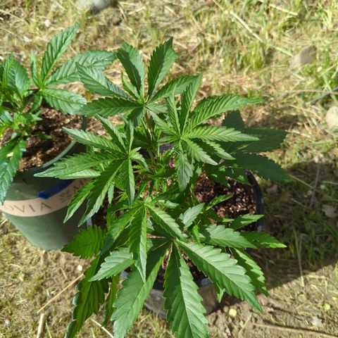 Guava Gelato growlog timeline photo