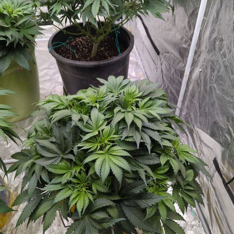 CBD Chronic #2 growlog timeline photo