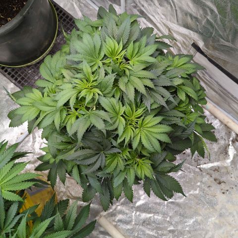 CBD Chronic #2 growlog timeline photo