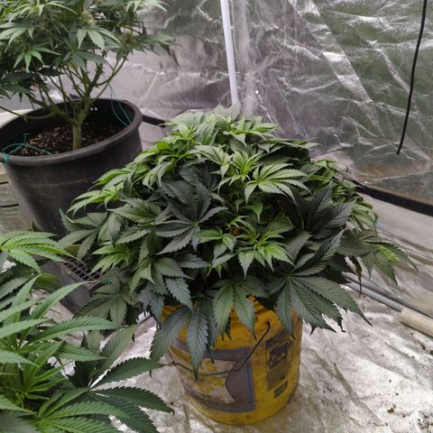 CBD Chronic #2 growlog timeline photo