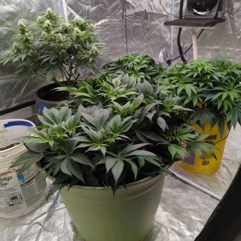 CBD Chronic growlog timeline photo