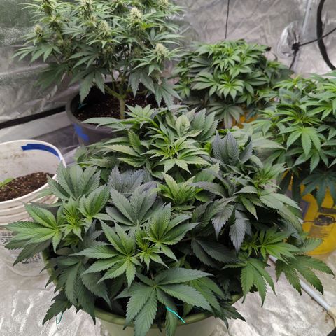 CBD Chronic growlog timeline photo
