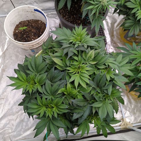CBD Chronic growlog timeline photo