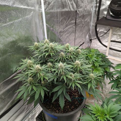 Guava gelato auto growlog timeline photo
