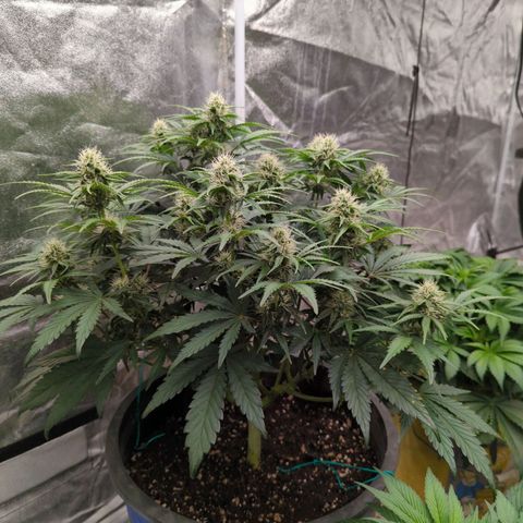 Guava gelato auto growlog timeline photo