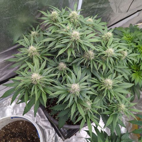Guava gelato auto growlog timeline photo