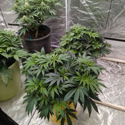 Apples and Bananas growlog timeline photo