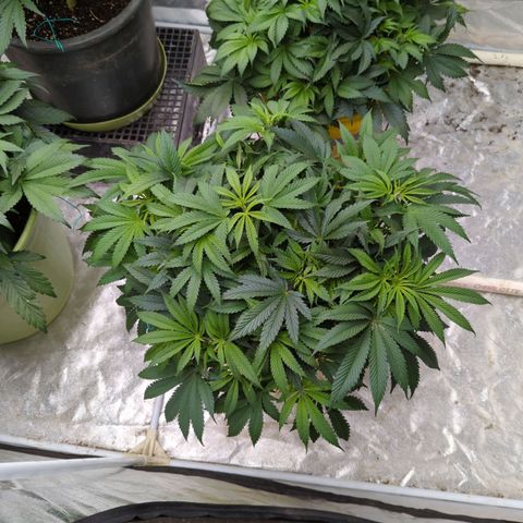 Apples and Bananas growlog timeline photo