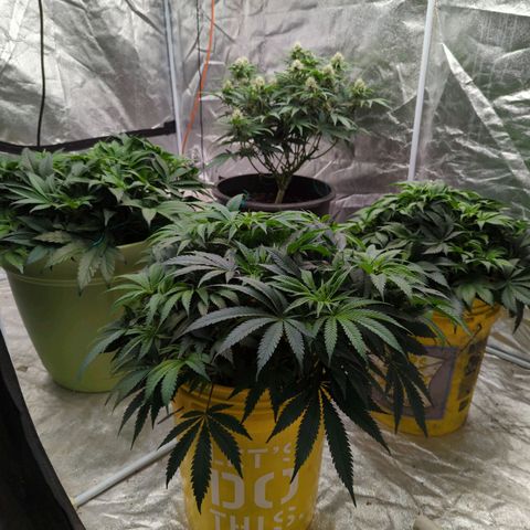 Apples and Bananas growlog timeline photo