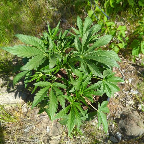 Guava Gelato growlog timeline photo