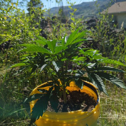 Auto Sweet Tooth growlog timeline photo