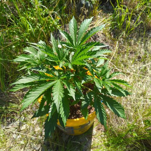 Auto Sweet Tooth growlog timeline photo