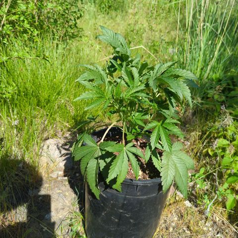 Guava Gelato growlog timeline photo