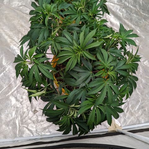 Apples and Bananas growlog photo: Trim and scrog day 🙃