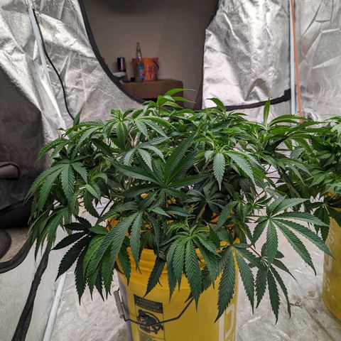Apples and Bananas growlog photo: Trim and scrog day 🙃
