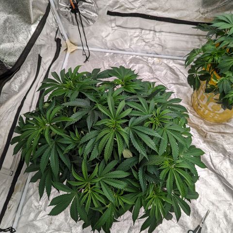 Apples and Bananas growlog photo: Trim and scrog day 🙃