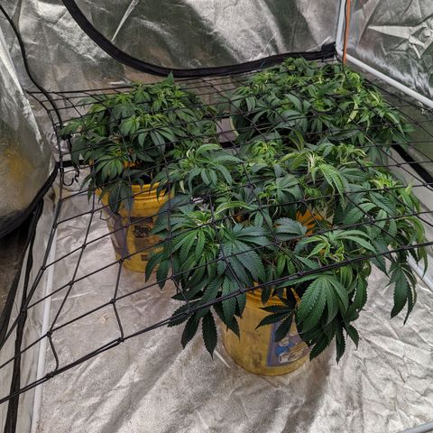 Apples and Bananas growlog photo: Trim and scrog day 🙃