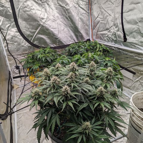 Guava gelato auto growlog timeline photo