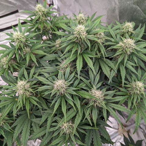 Guava gelato auto growlog timeline photo