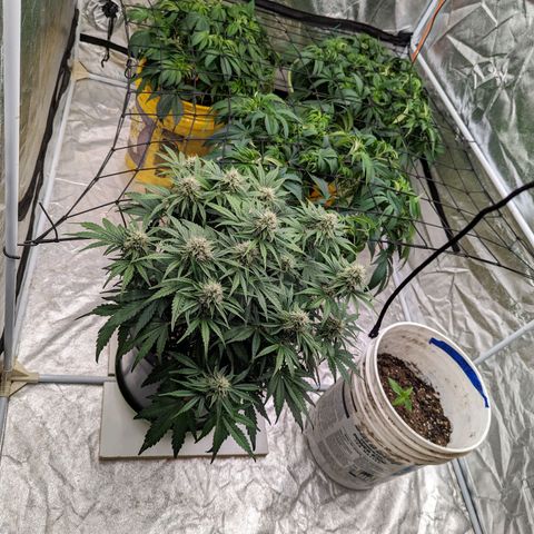 Guava gelato auto growlog timeline photo