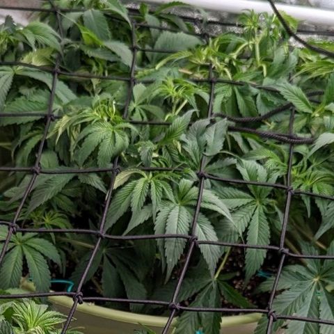 CBD Chronic growlog photo: Trim n scrog day