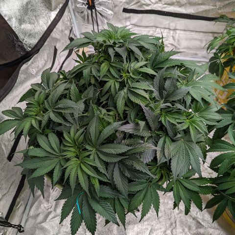 CBD Chronic growlog photo: Trim n scrog day