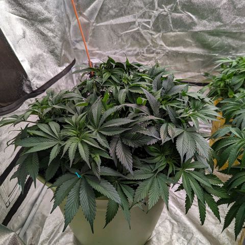 CBD Chronic growlog photo: Trim n scrog day