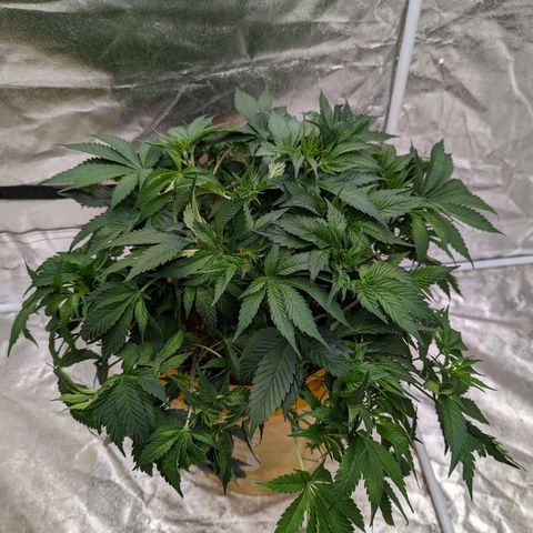 CBD Chronic #2 growlog photo: Trim n scrog day.
