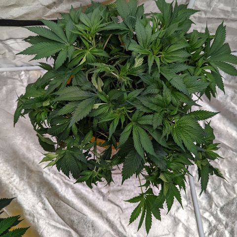CBD Chronic #2 growlog photo: Trim n scrog day.