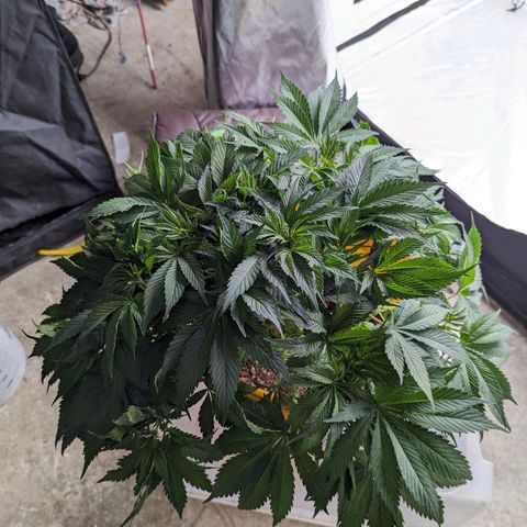 CBD Chronic #2 growlog photo: Trim n scrog day.