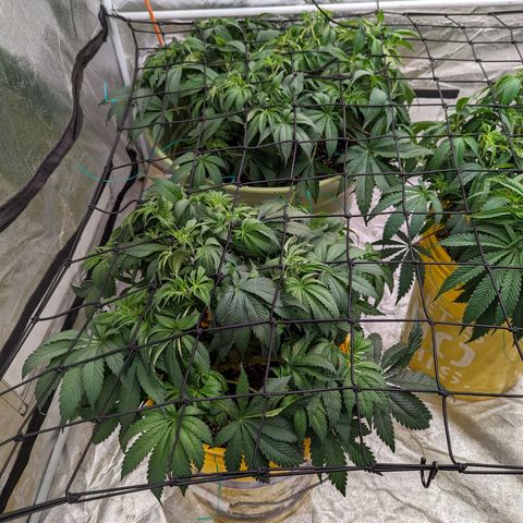 CBD Chronic #2 growlog photo: Trim n scrog day.