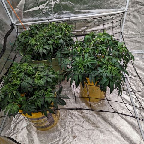 CBD Chronic #2 growlog photo: Trim n scrog day.