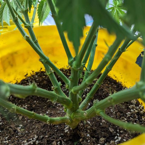 CBD Chronic #2 growlog timeline photo