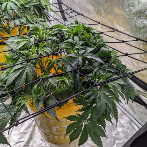CBD Chronic #2 growlog timeline photo