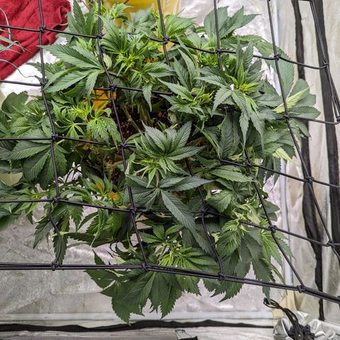 CBD Chronic #2 growlog timeline photo