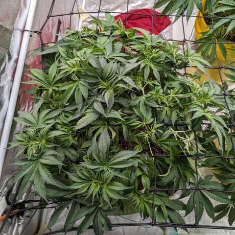 CBD Chronic growlog timeline photo