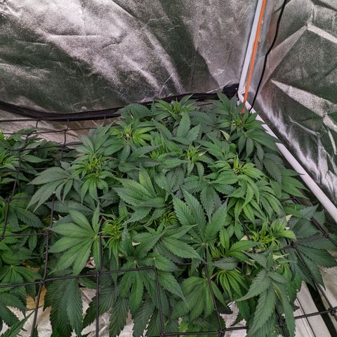 CBD Chronic growlog timeline photo