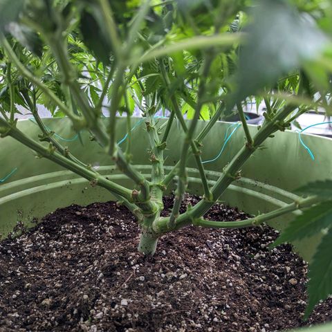 CBD Chronic growlog timeline photo