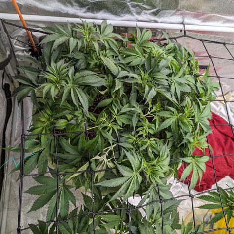CBD Chronic growlog timeline photo
