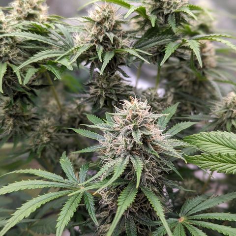 Guava gelato auto growlog timeline photo