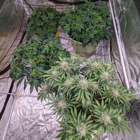 Guava gelato auto growlog timeline photo